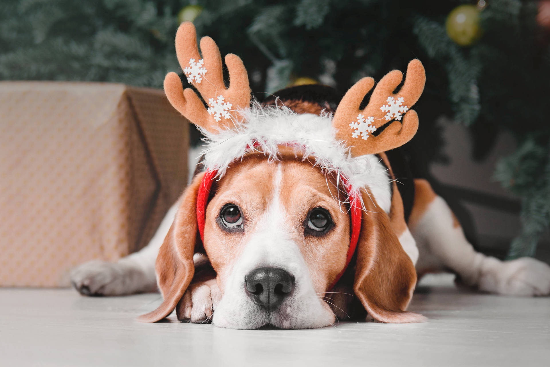 Beagle With Christmas Reindeer Ears Background