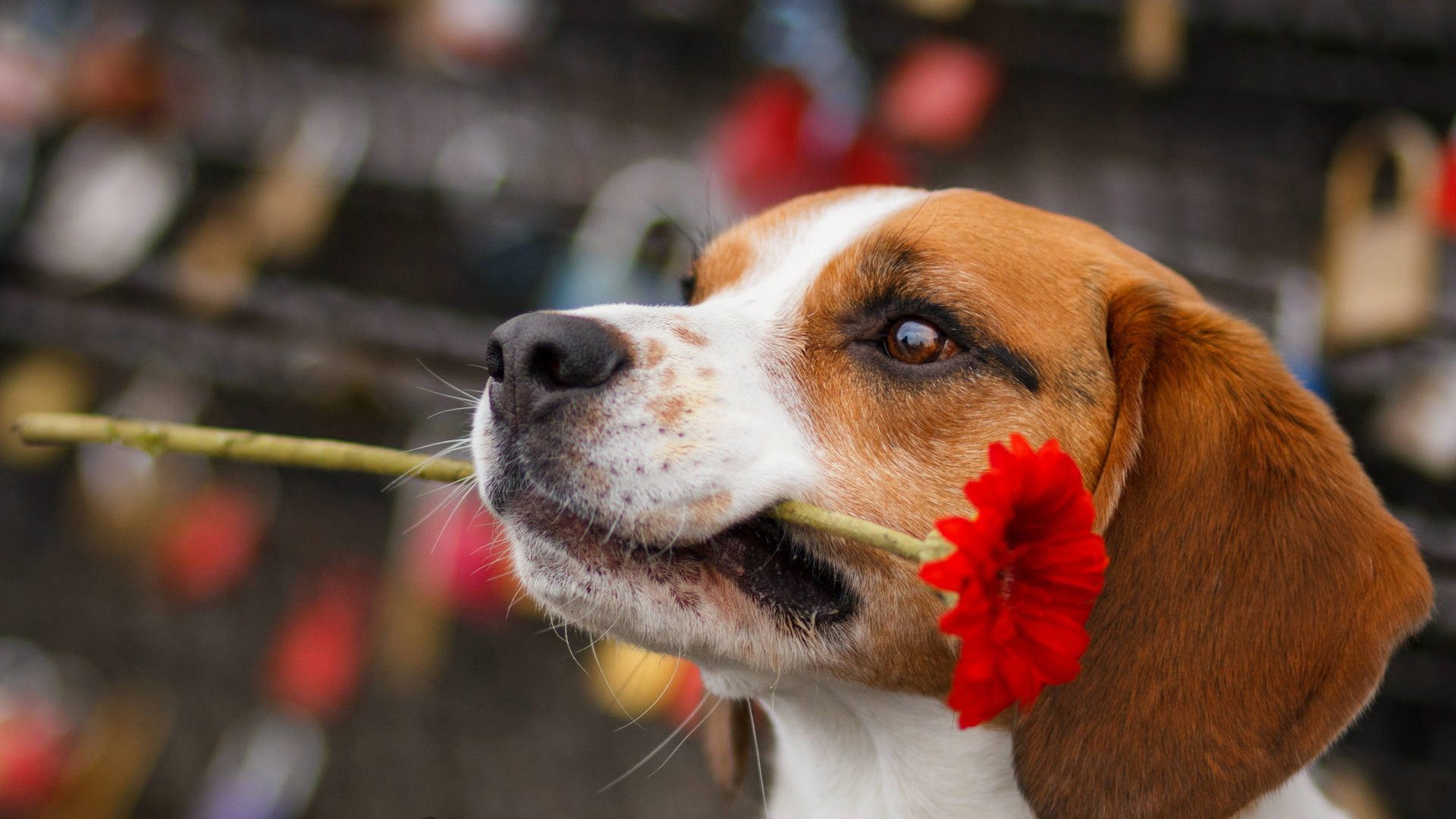 Beagle With Red Flower Background