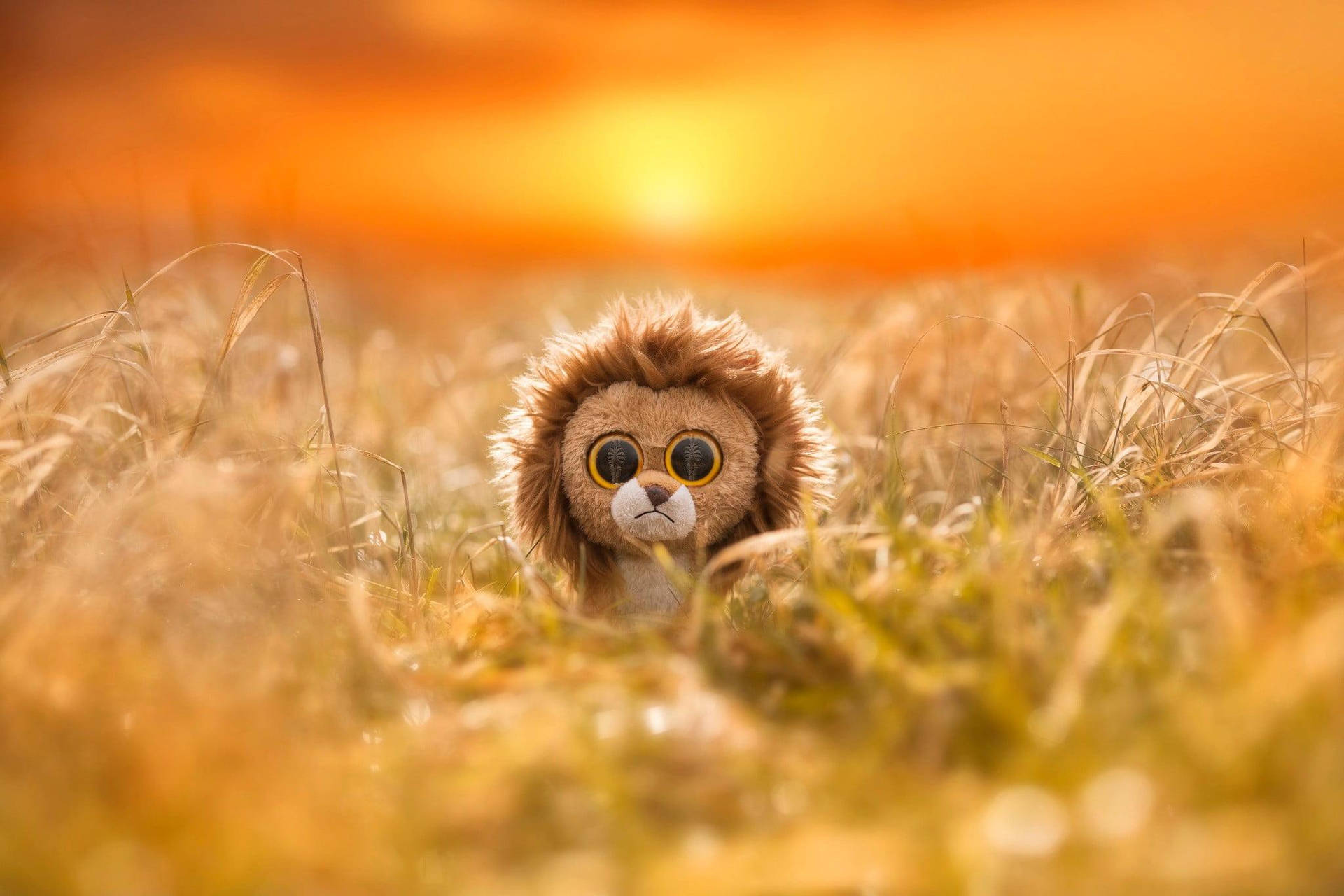 Beanie Boos Lion In The Field Background