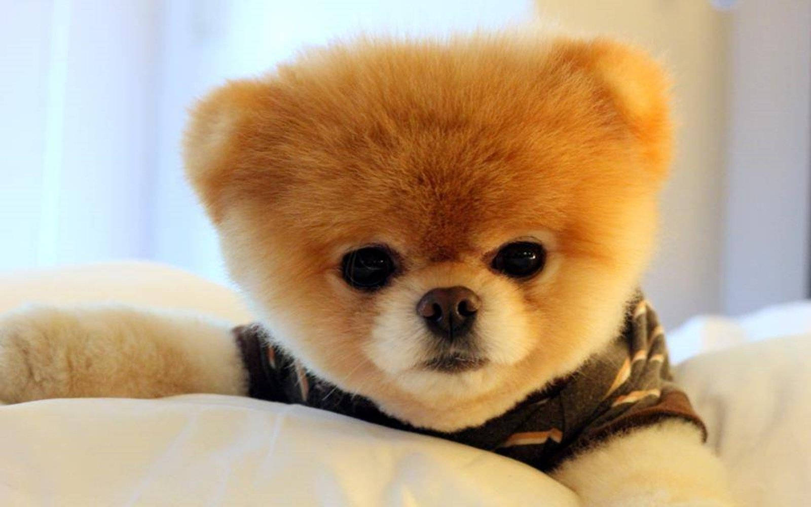 Beanie Boos-looking Pomeranian Background