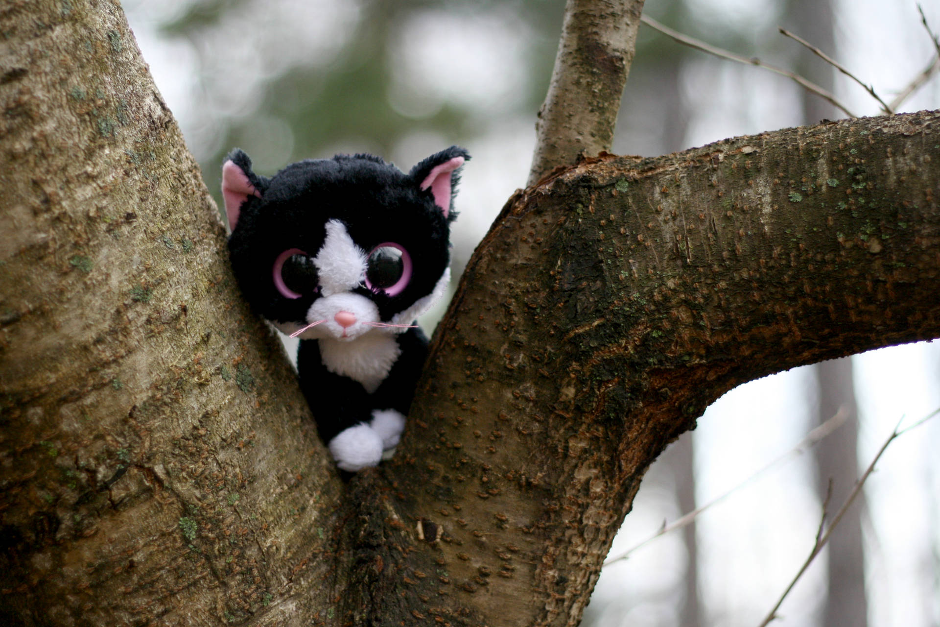 Beanie Boos On The Tree Background