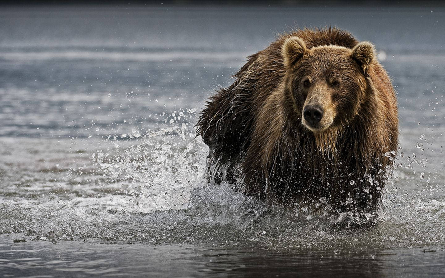 Bear Crossing A Lake Background