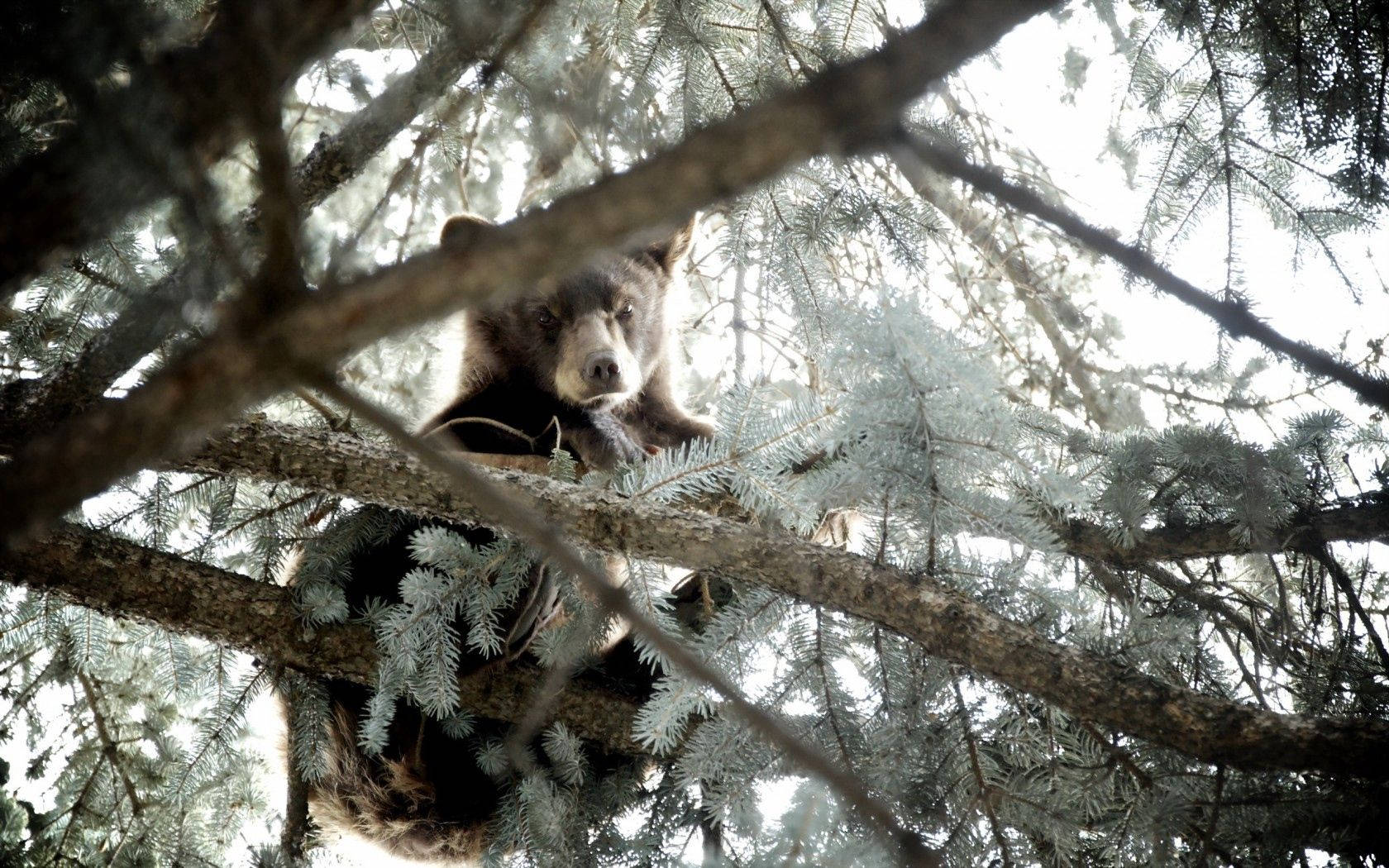 Bear Cub Pine Tree Background