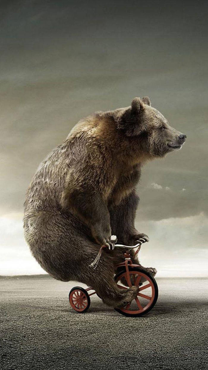 Bear On Tricycle Funny Phone Background