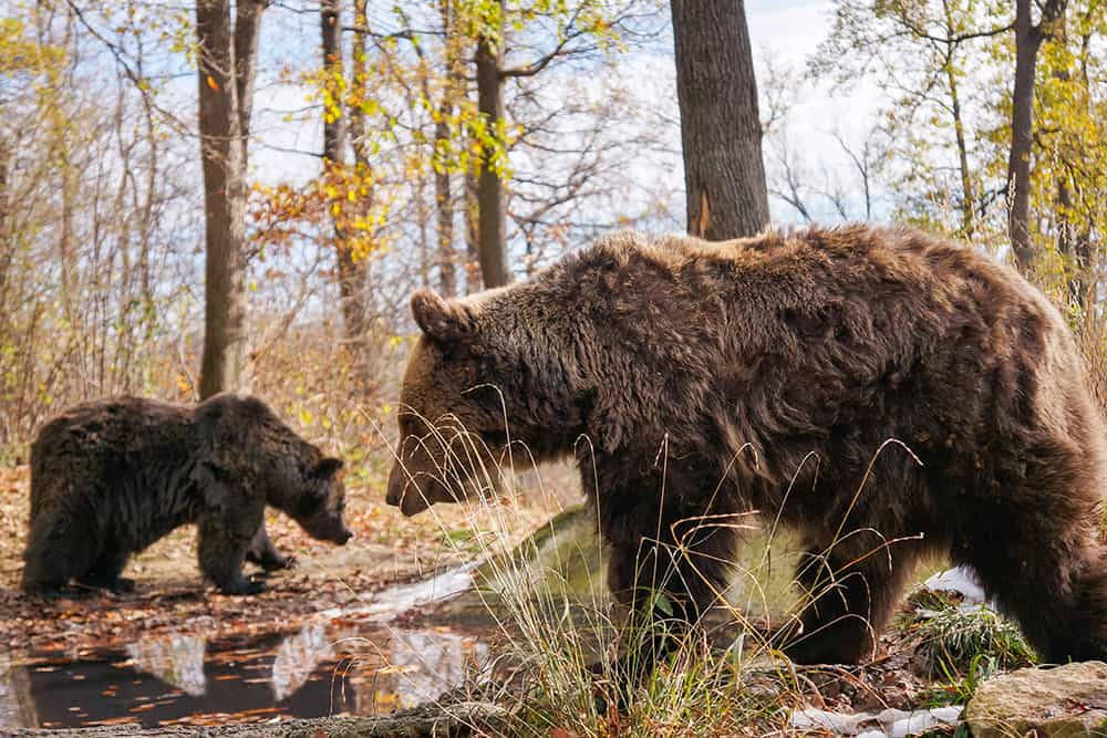 Bear Sanctuary Zarnesti Romania Background