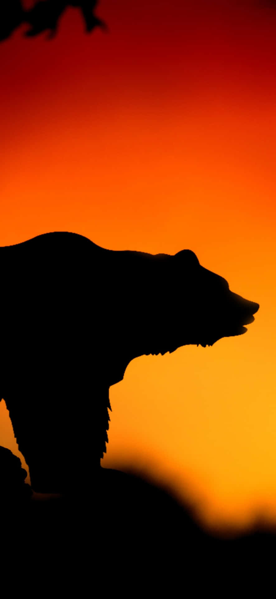 Bear Silhouette Sunset Background