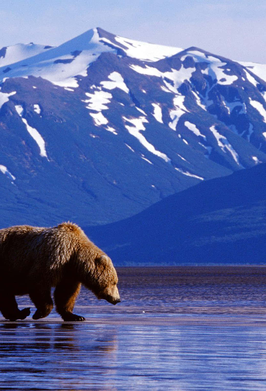 Bear Wading Mountain Lake Background