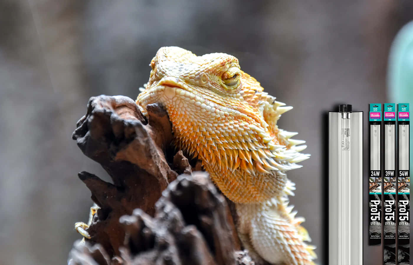 Bearded Dragon Baskingon Log Background