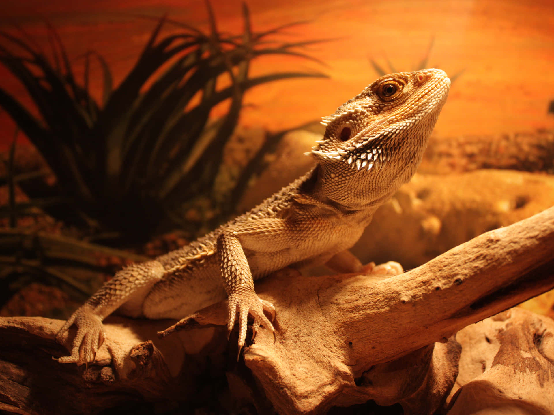 Bearded Dragon Baskingon Log Background