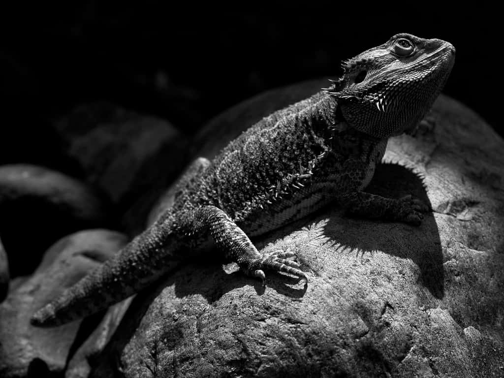 Bearded Dragon Baskingon Rock Background