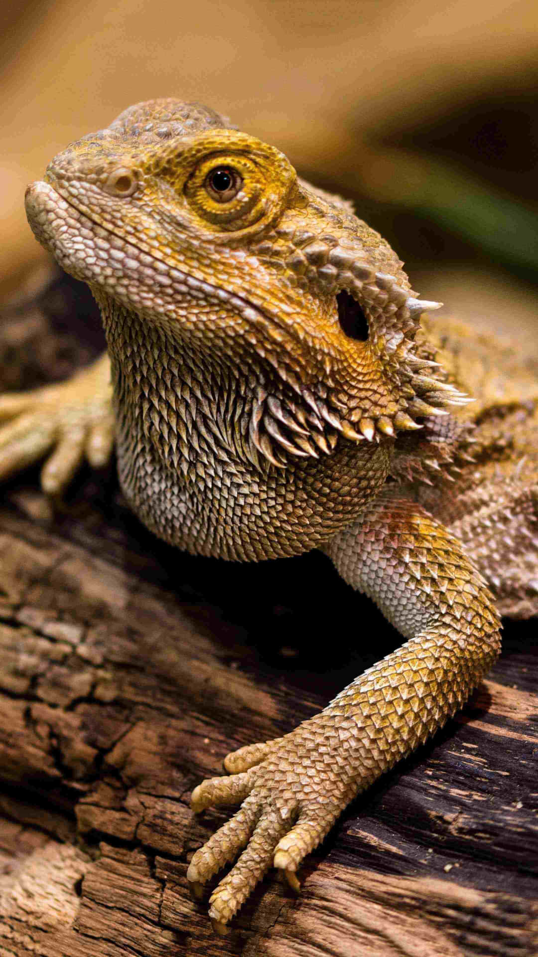 Bearded Dragon Close Up Background