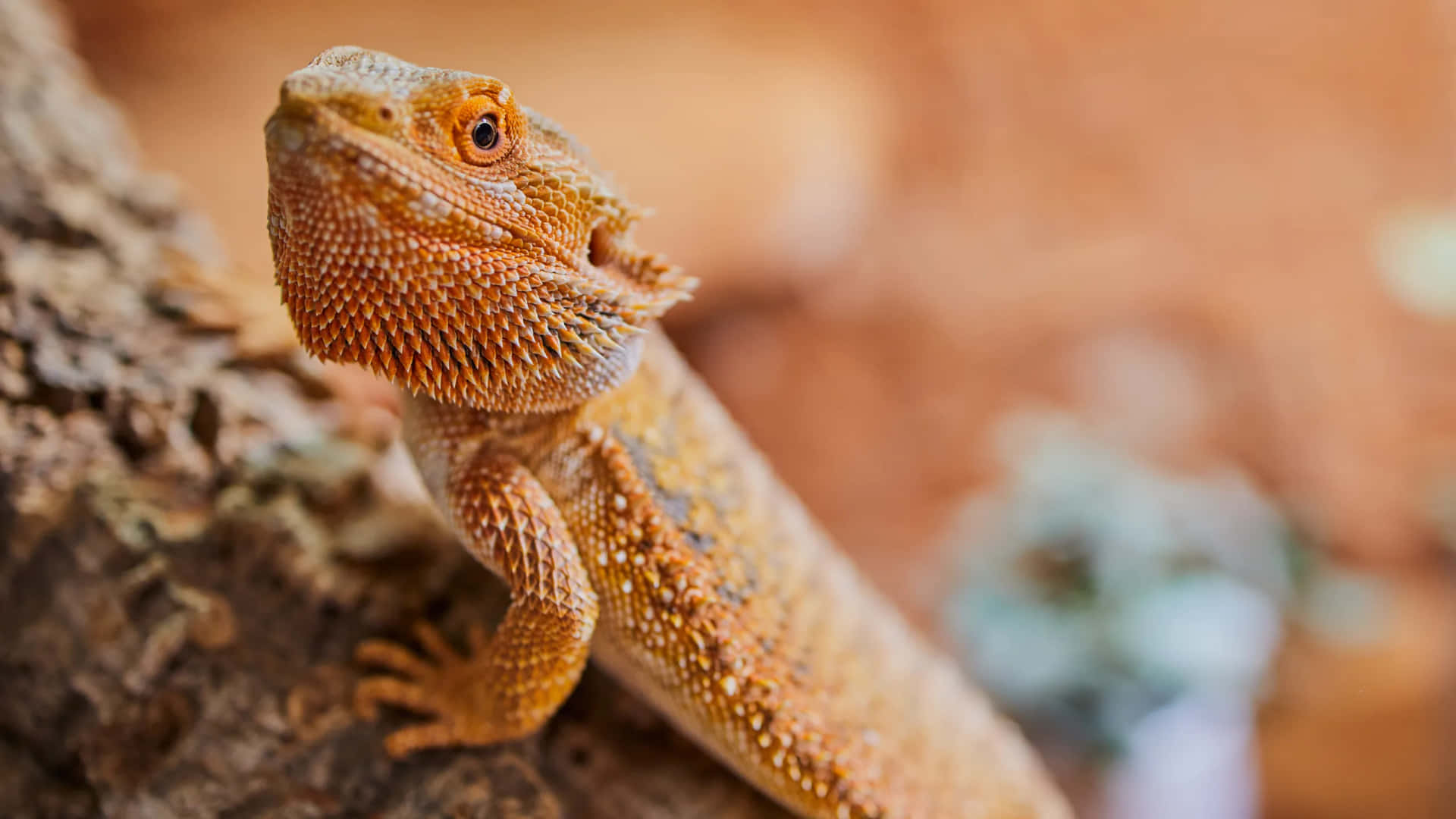 Bearded Dragon Close Up Background