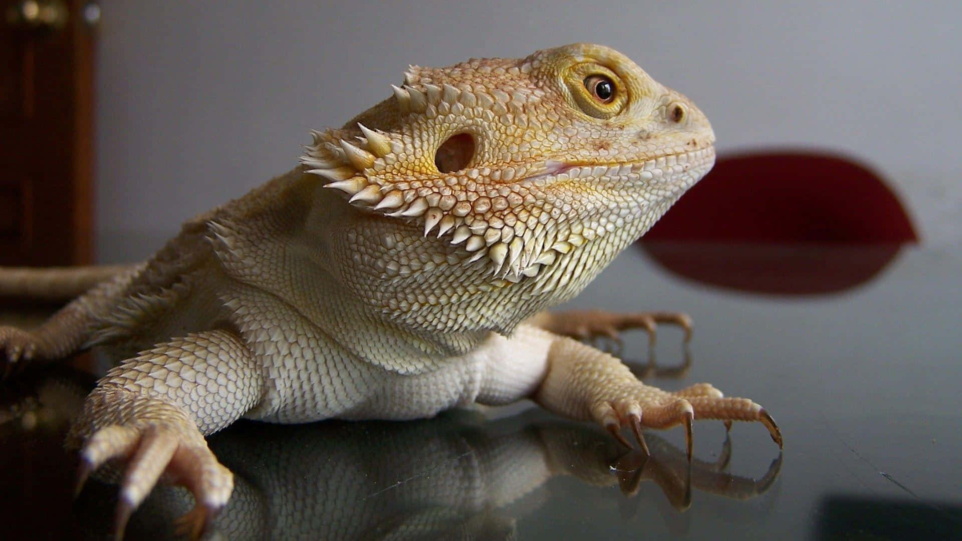 Bearded Dragon Close Up Background