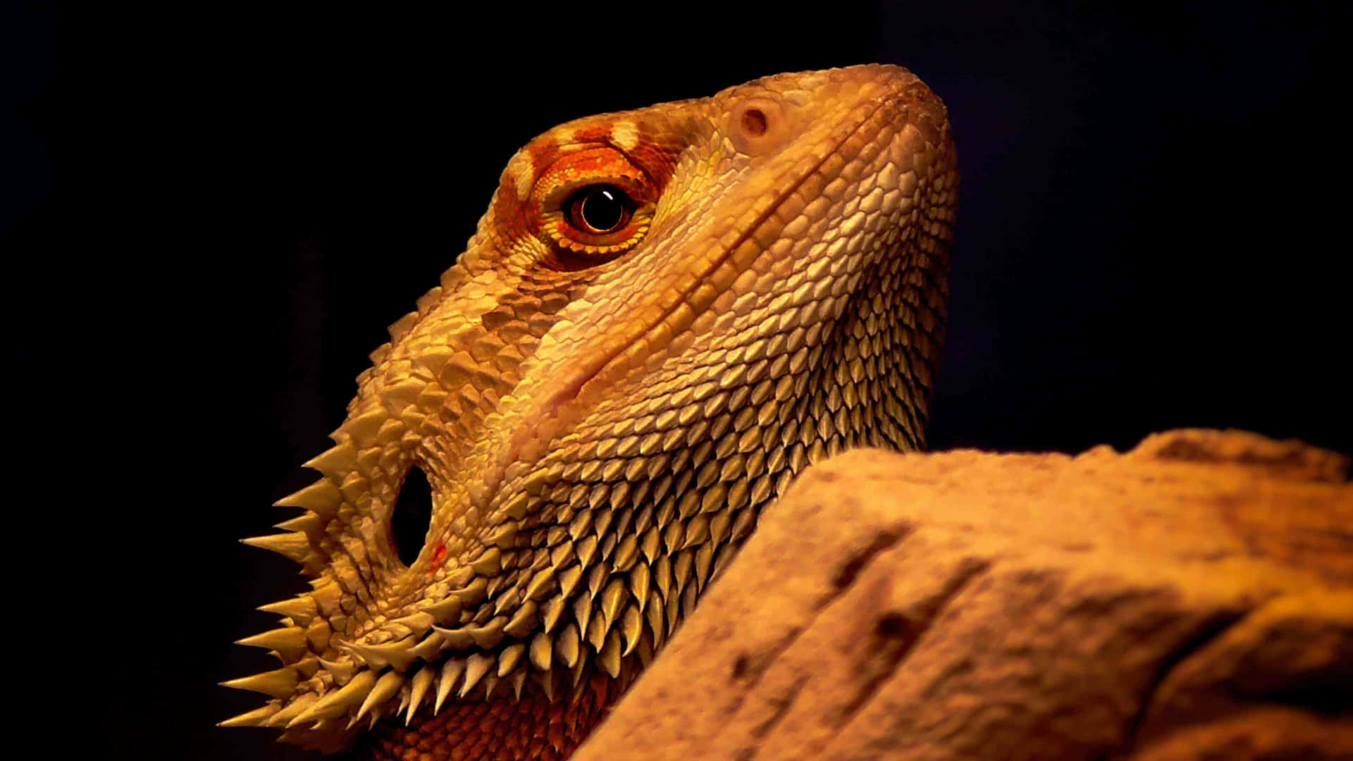 Bearded Dragon Close Up Background