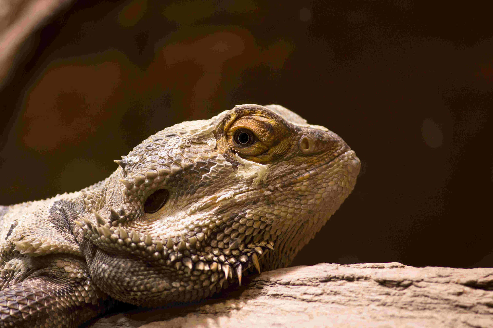 Bearded Dragon Closeup.jpg