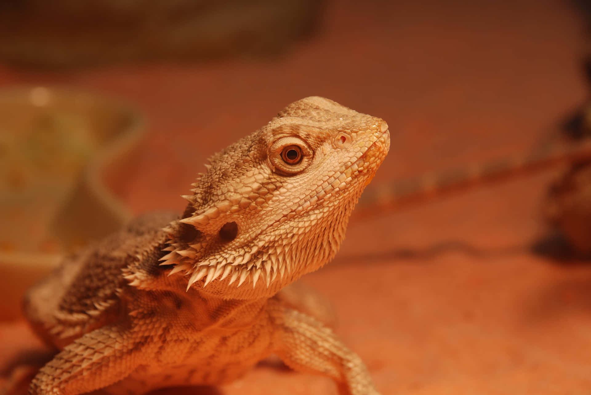 Bearded Dragon Closeup Background