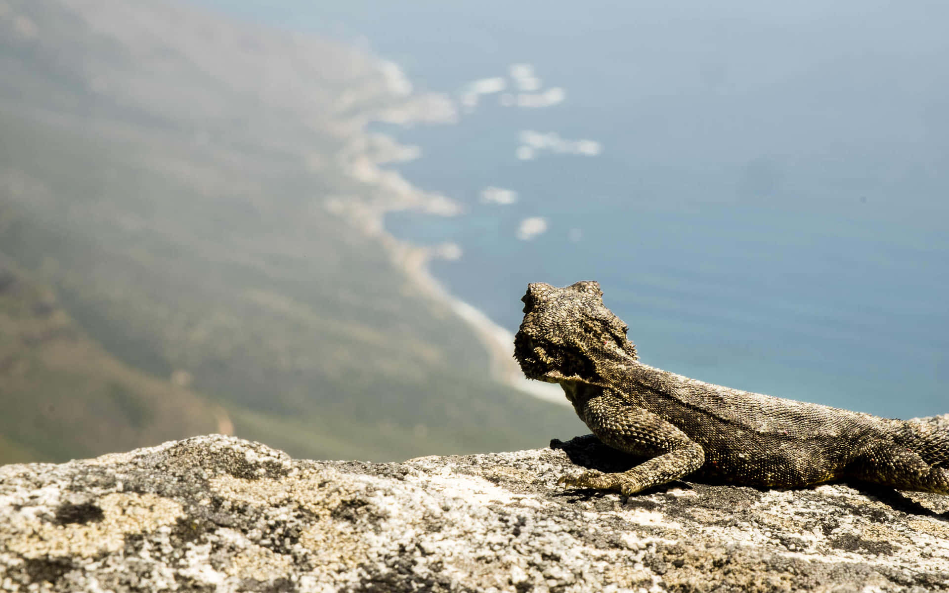 Bearded Dragon Coastal View