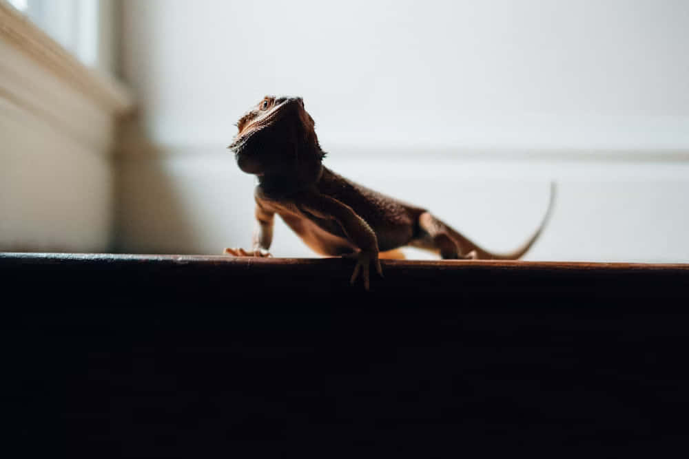 Bearded Dragon Indoor Perch Background