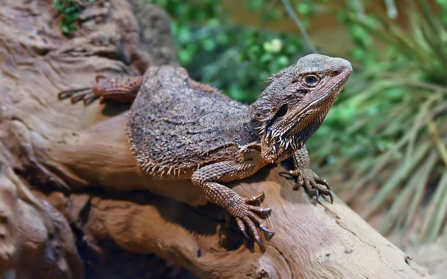 Bearded Dragon On Branch.jpg Background