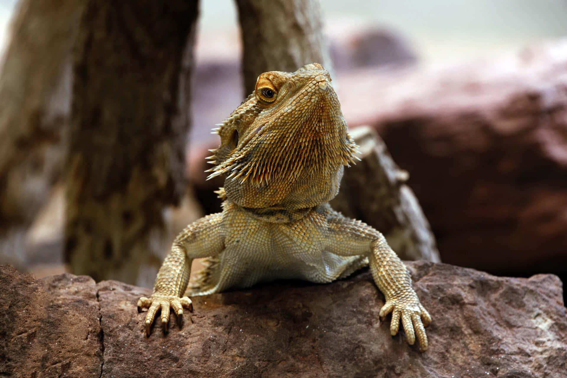 Bearded Dragon On Rock.jpg