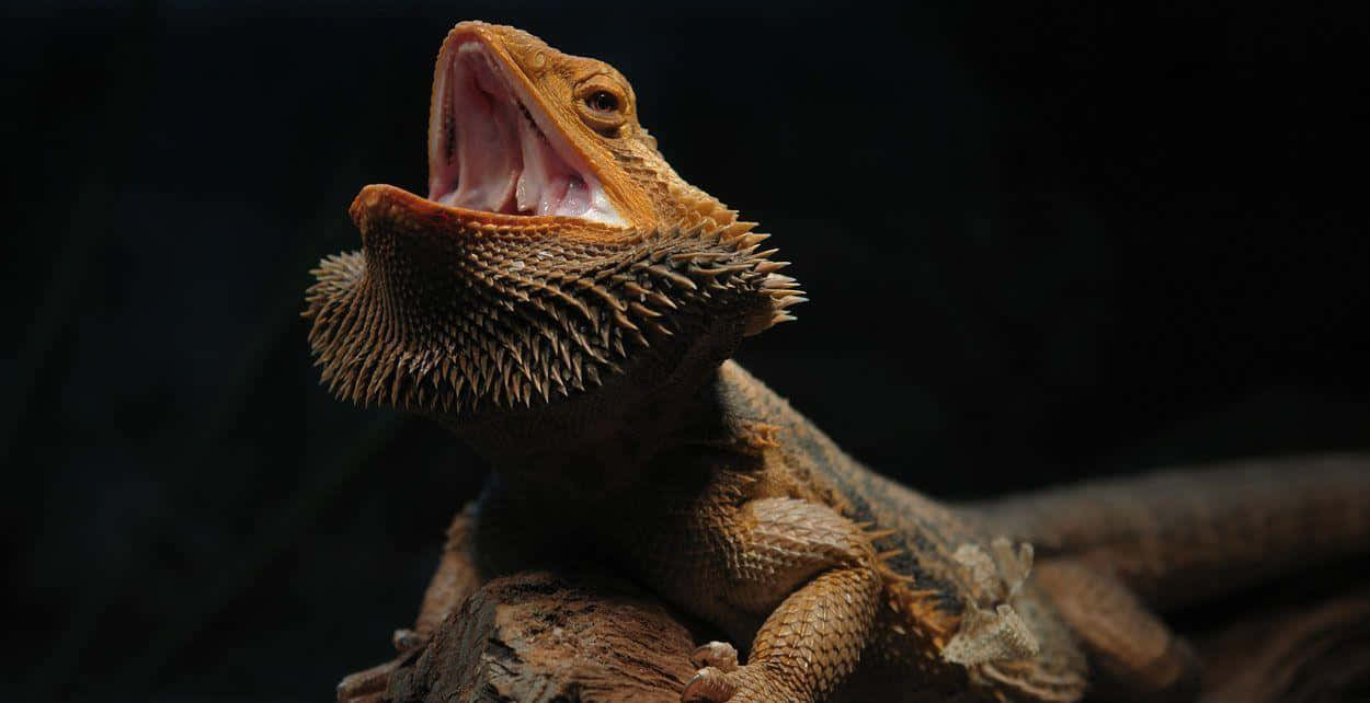 Bearded Dragon Open Mouth Background