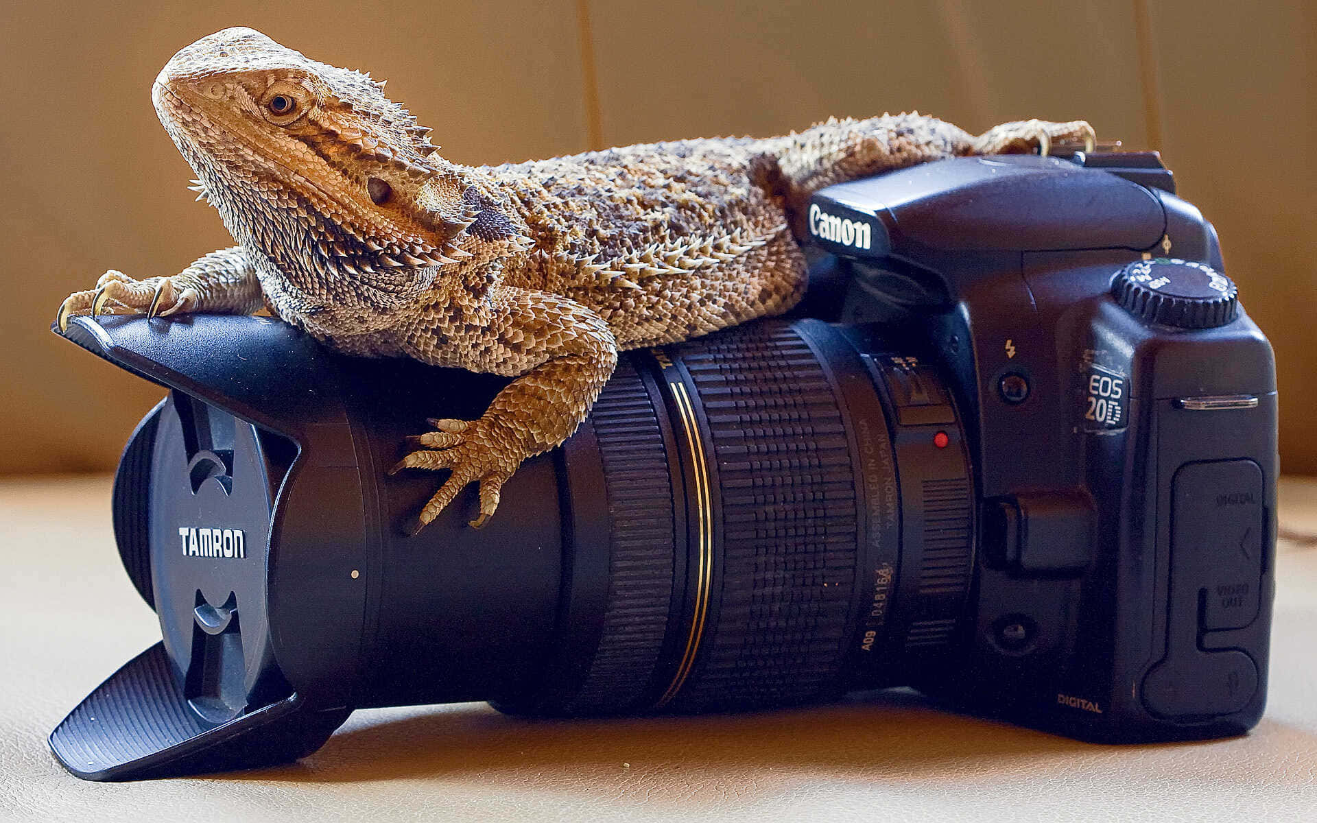 Bearded Dragon Photographer Camera Background