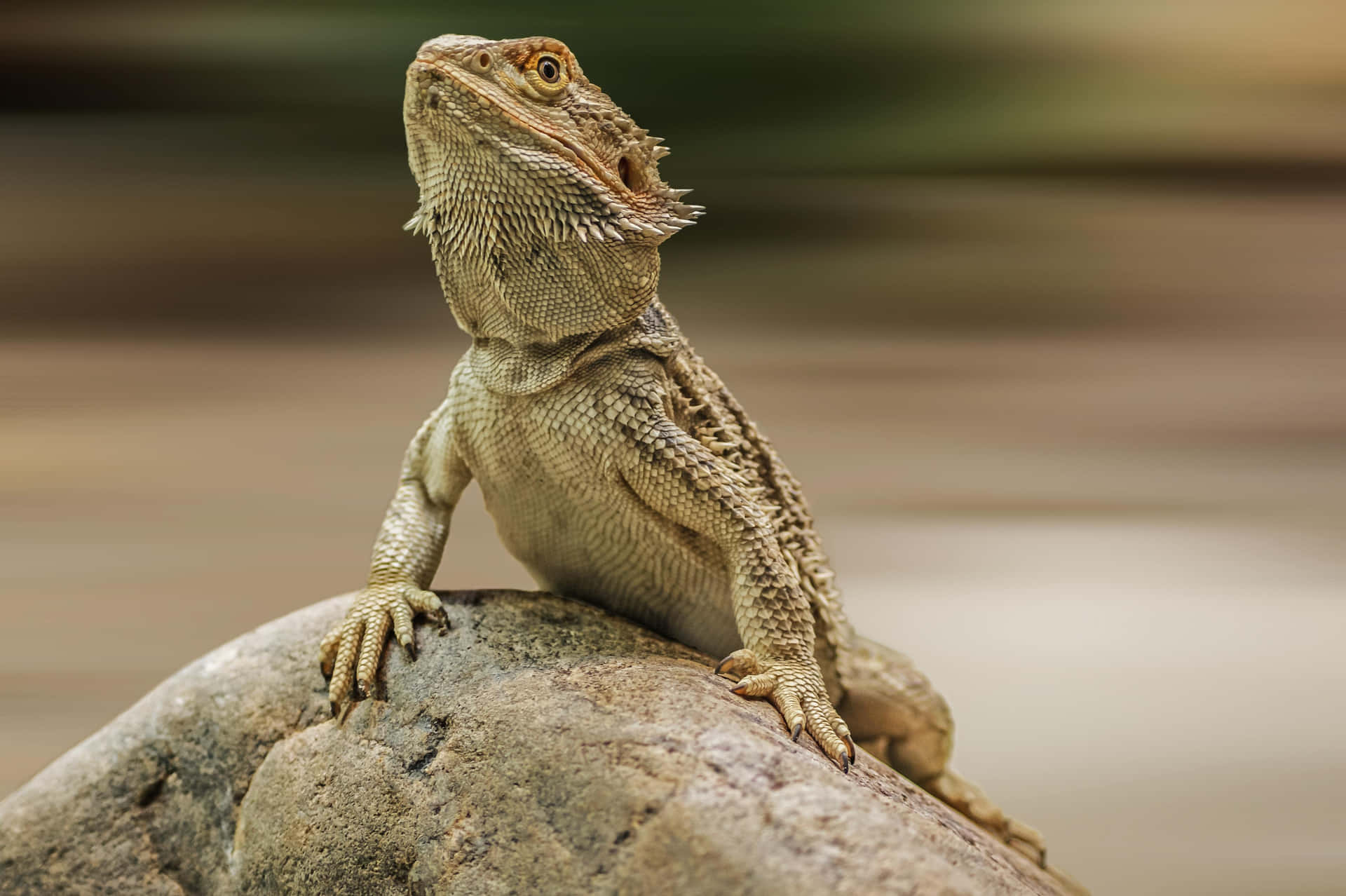 Bearded Dragon Proudly Perchedon Rock.jpg Background