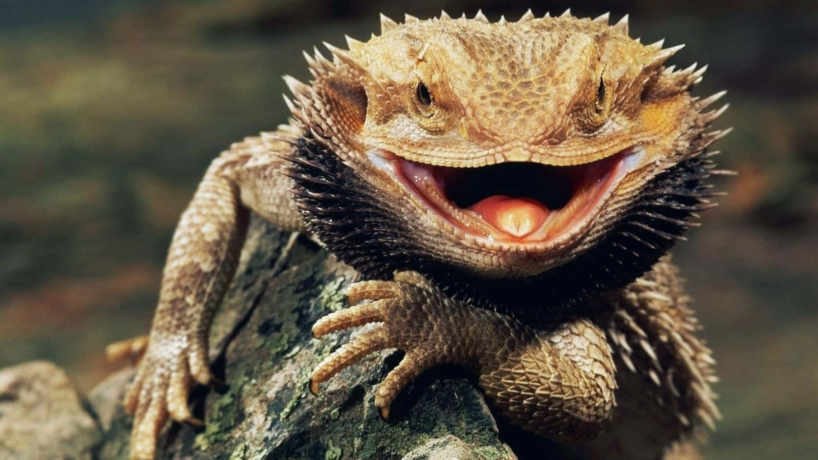 Bearded Dragon Smilingon Branch.jpg Background