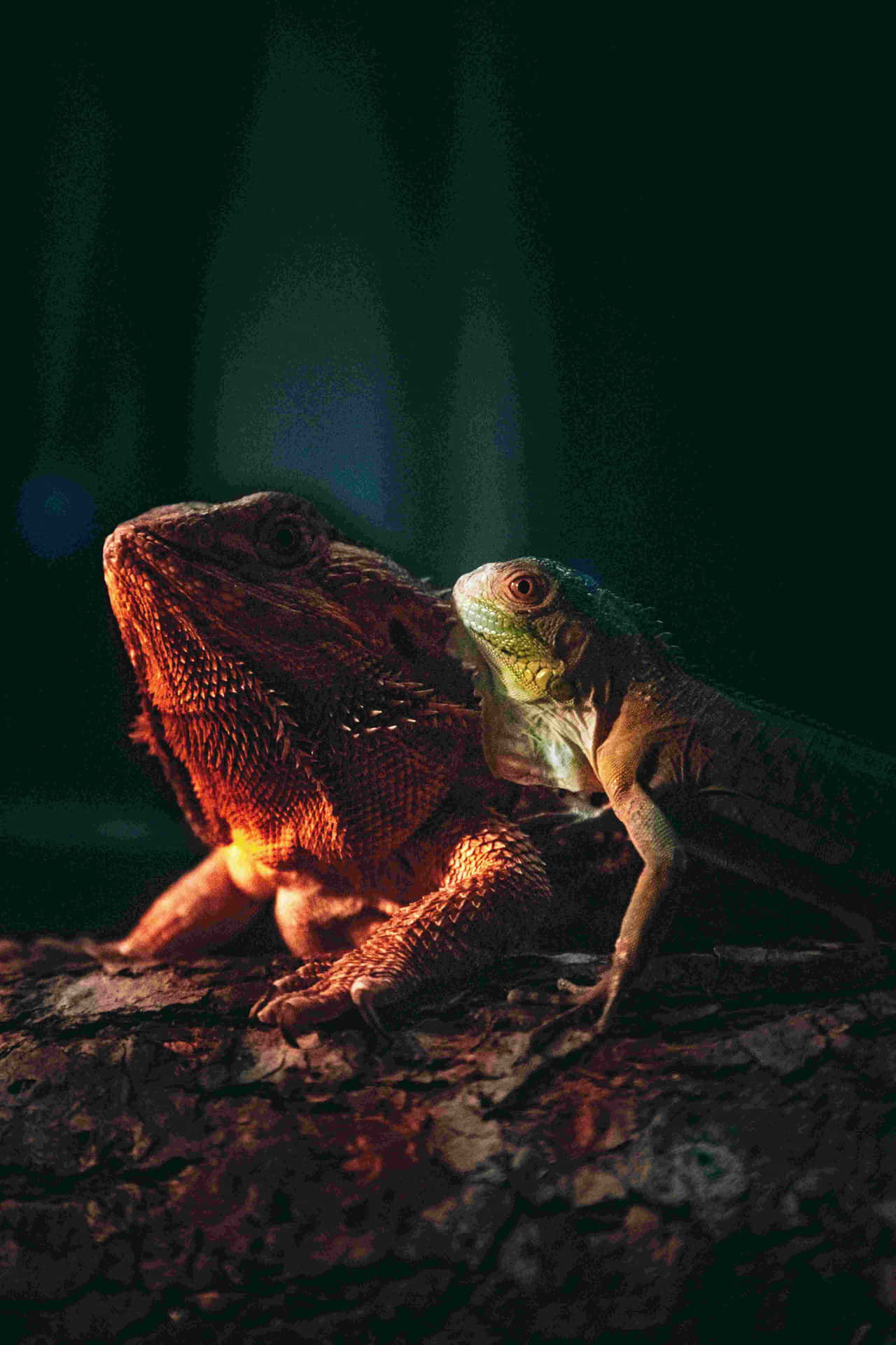 Bearded Dragonand Friend Dramatic Lighting