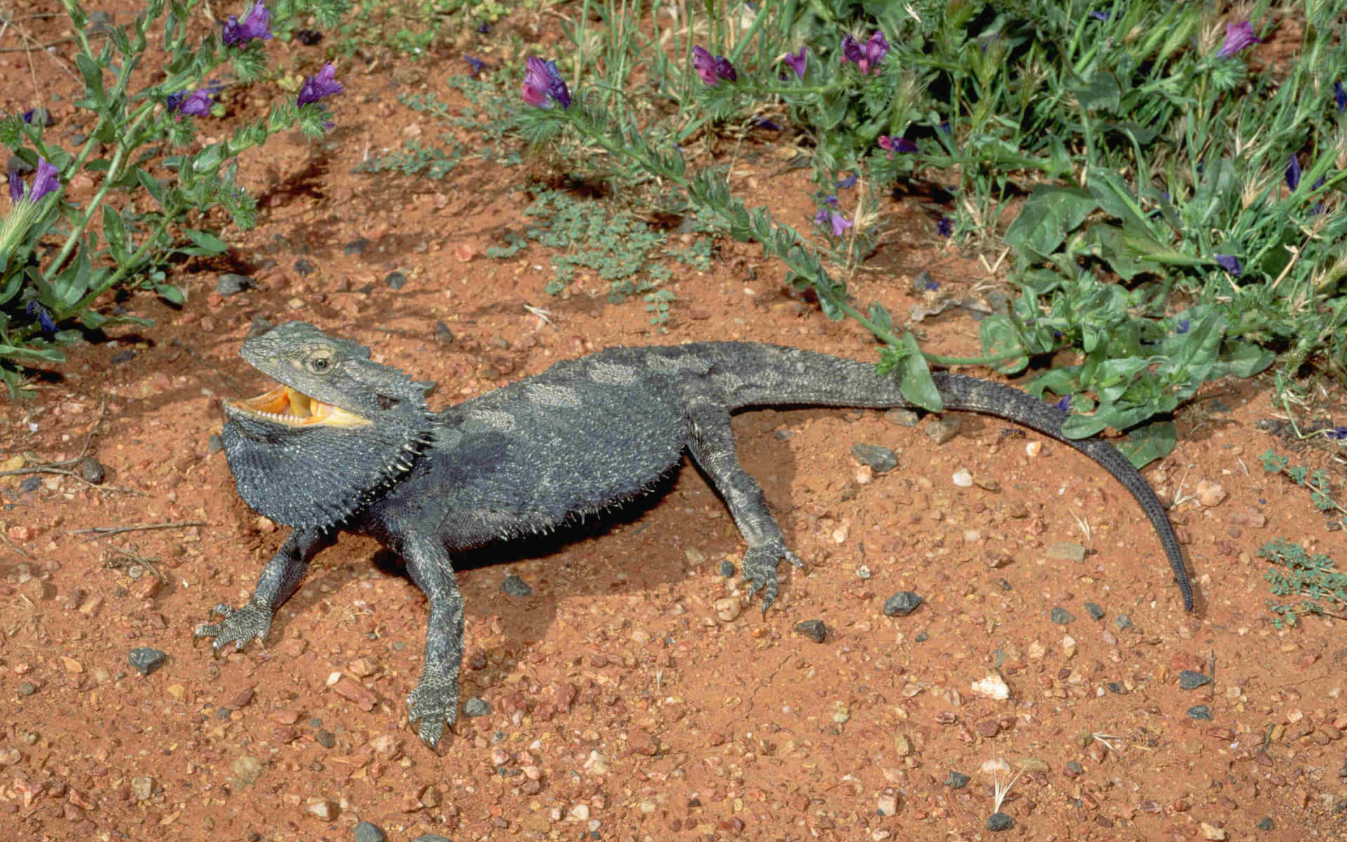 Bearded Dragonin Natural Habitat.jpg Background