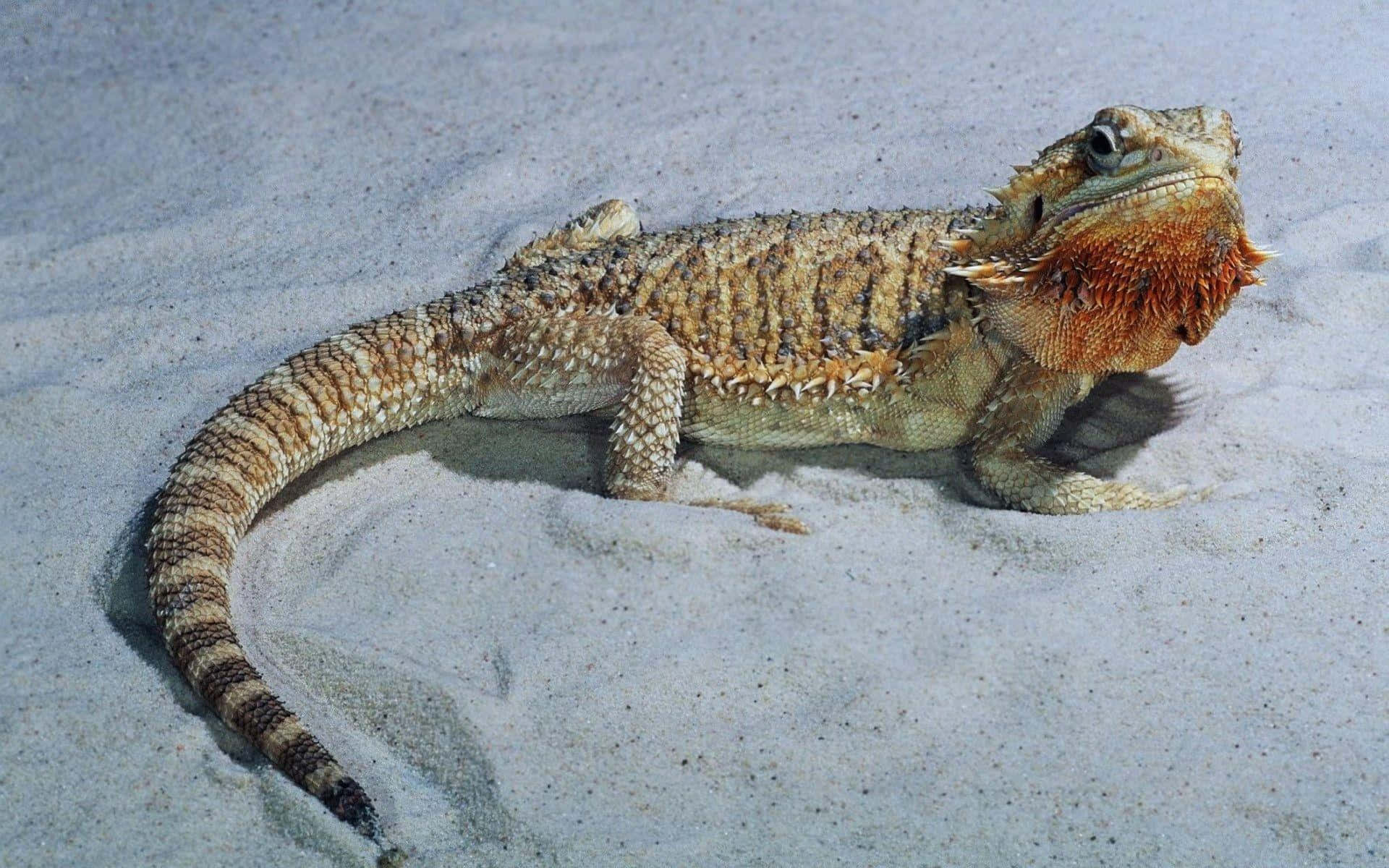 Bearded Dragonon Sand.jpg Background