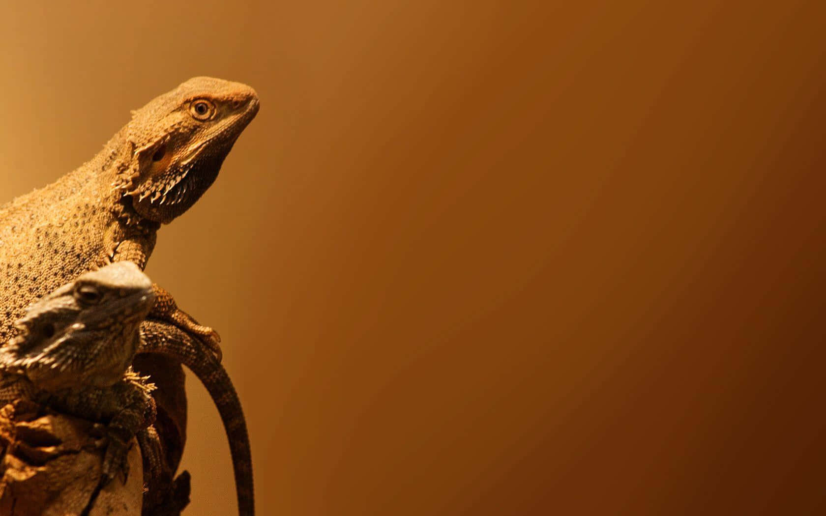 Bearded Dragons Basking Background