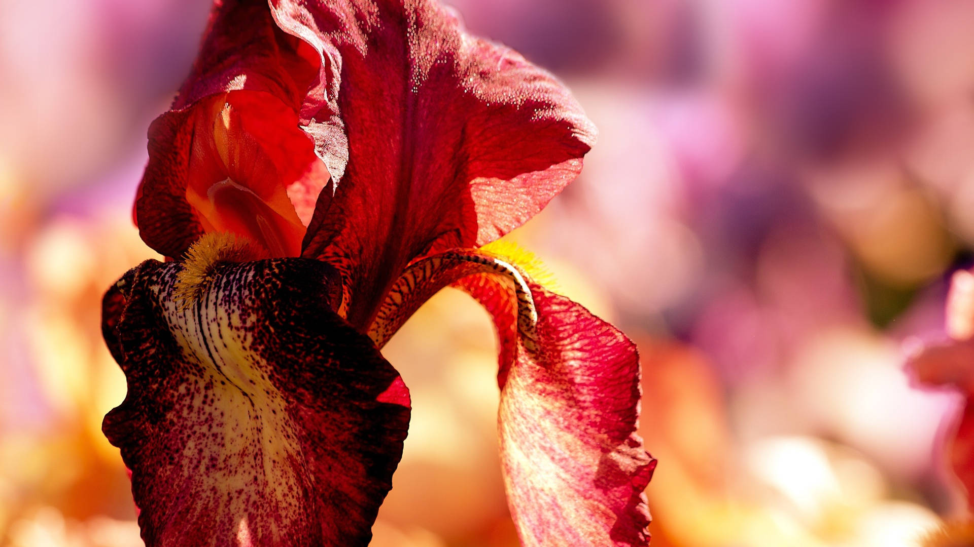 Bearded Iris Flower Background