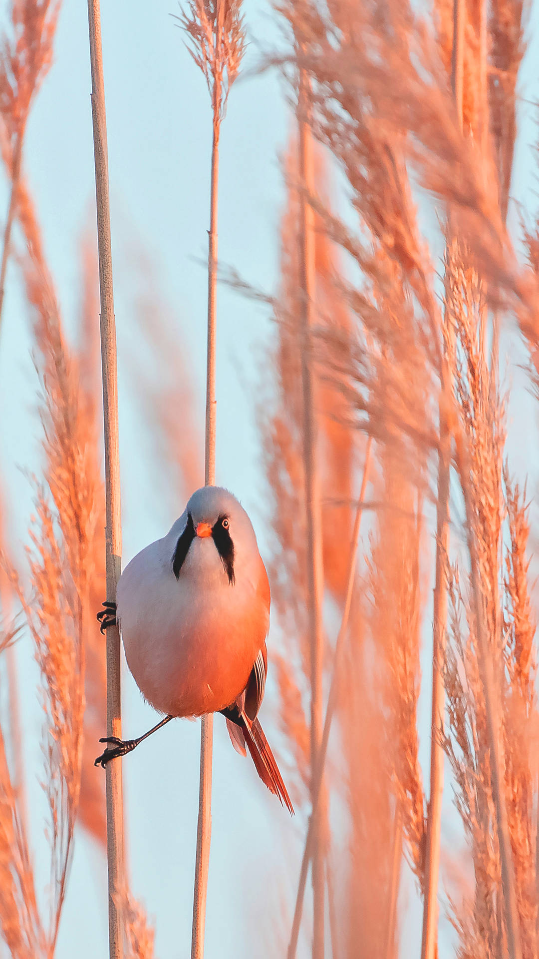 Bearded Reedling Amidst Golden Reeds Background