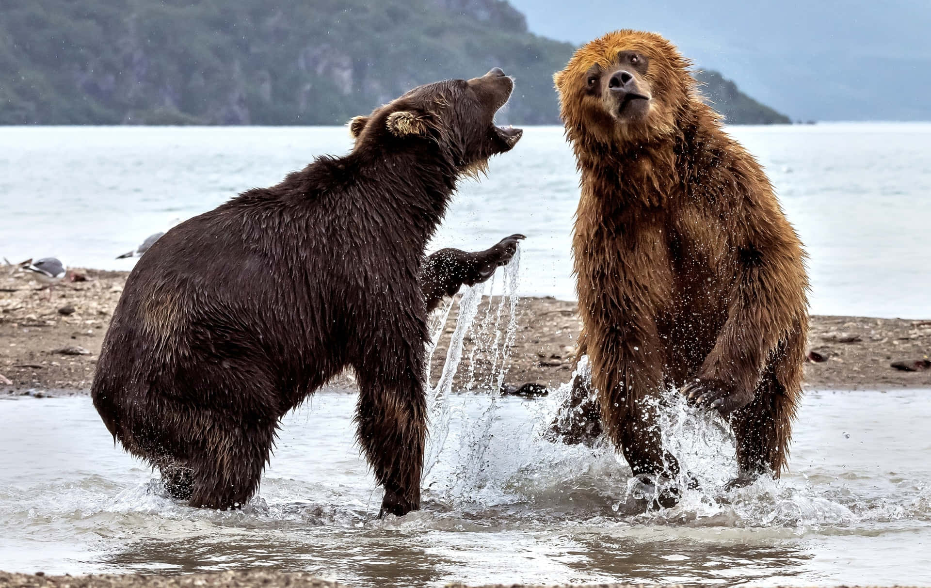 Bears_ Sparring_by_ Waterfront.jpg Background