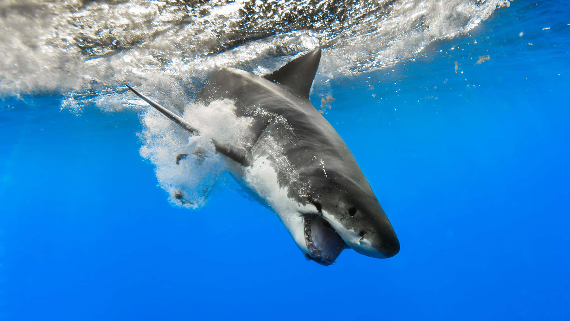 Beast In The Ocean Black Shark Background