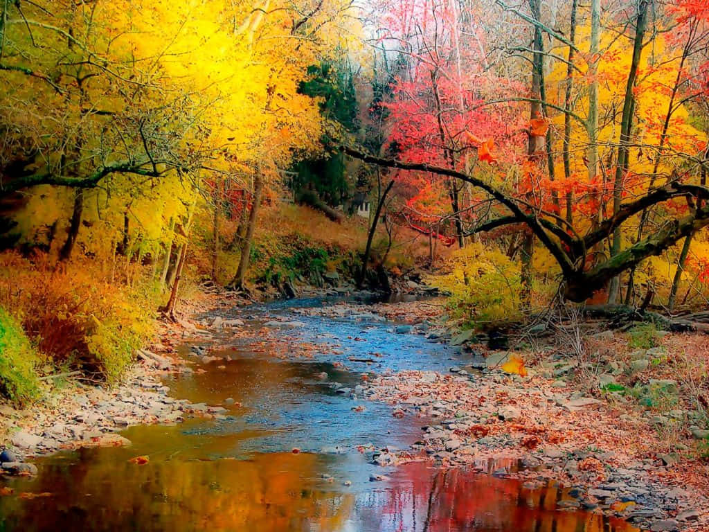 Beatiful Autumn Scene With Brightly Colored Trees Background