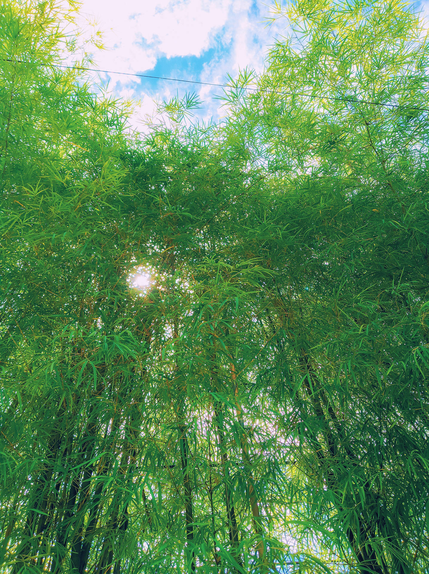 Beatiful Bamboo Garden With A Natural And Relaxed Aesthetic Background
