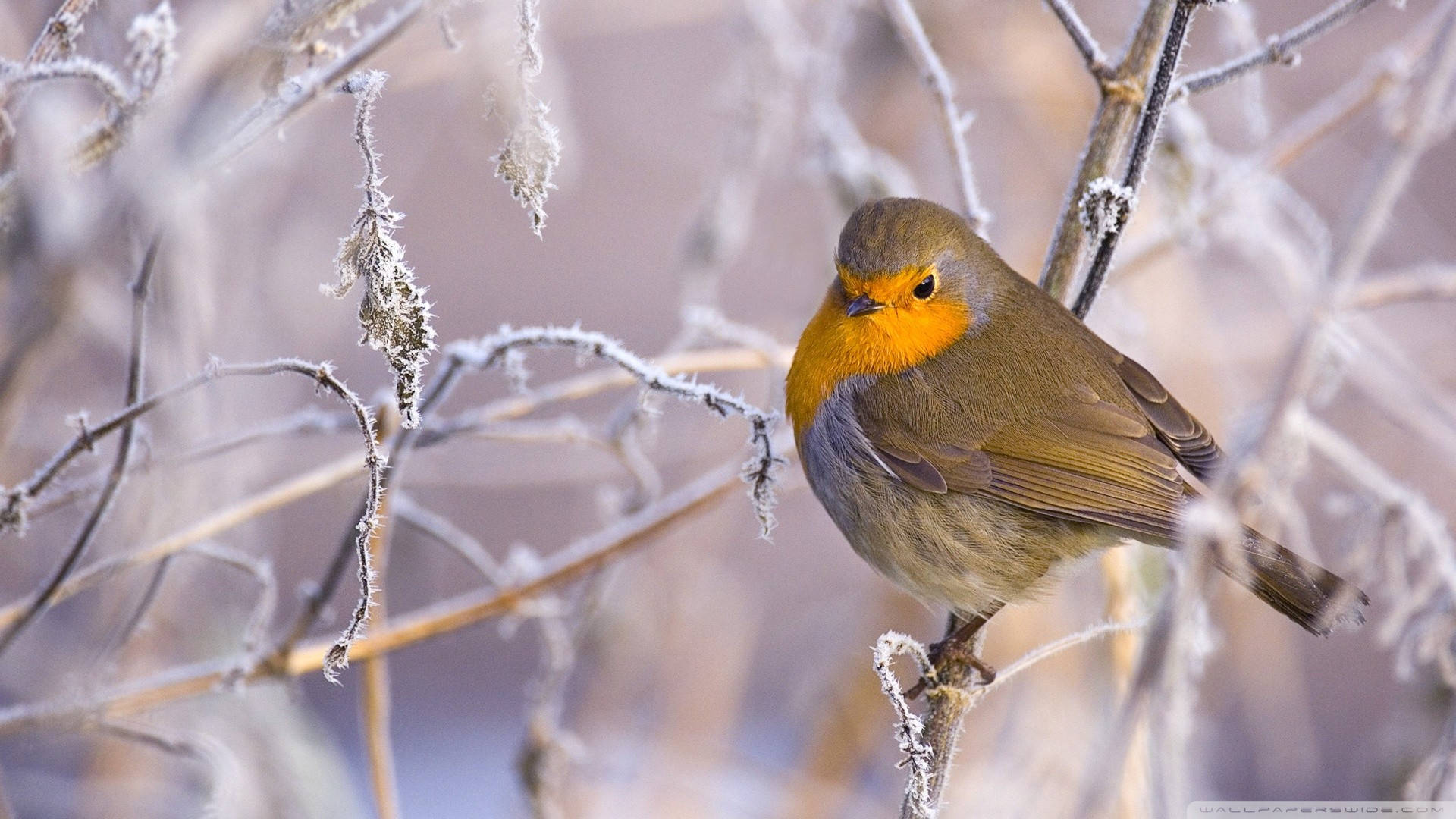 Beautiful 1920x1080 Winter Desktop Of Bird Background