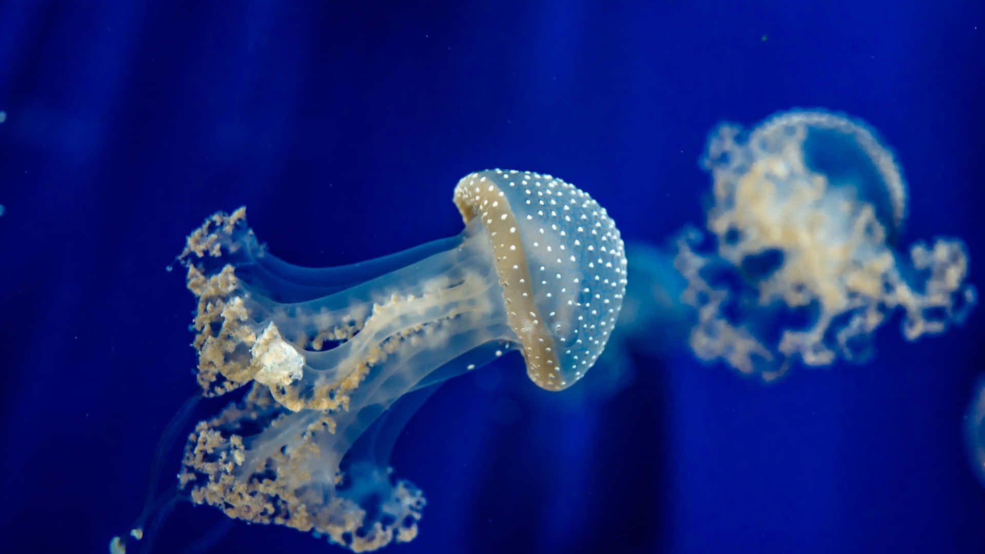 Beautiful 4k Jellyfish Illuminating The Water Background