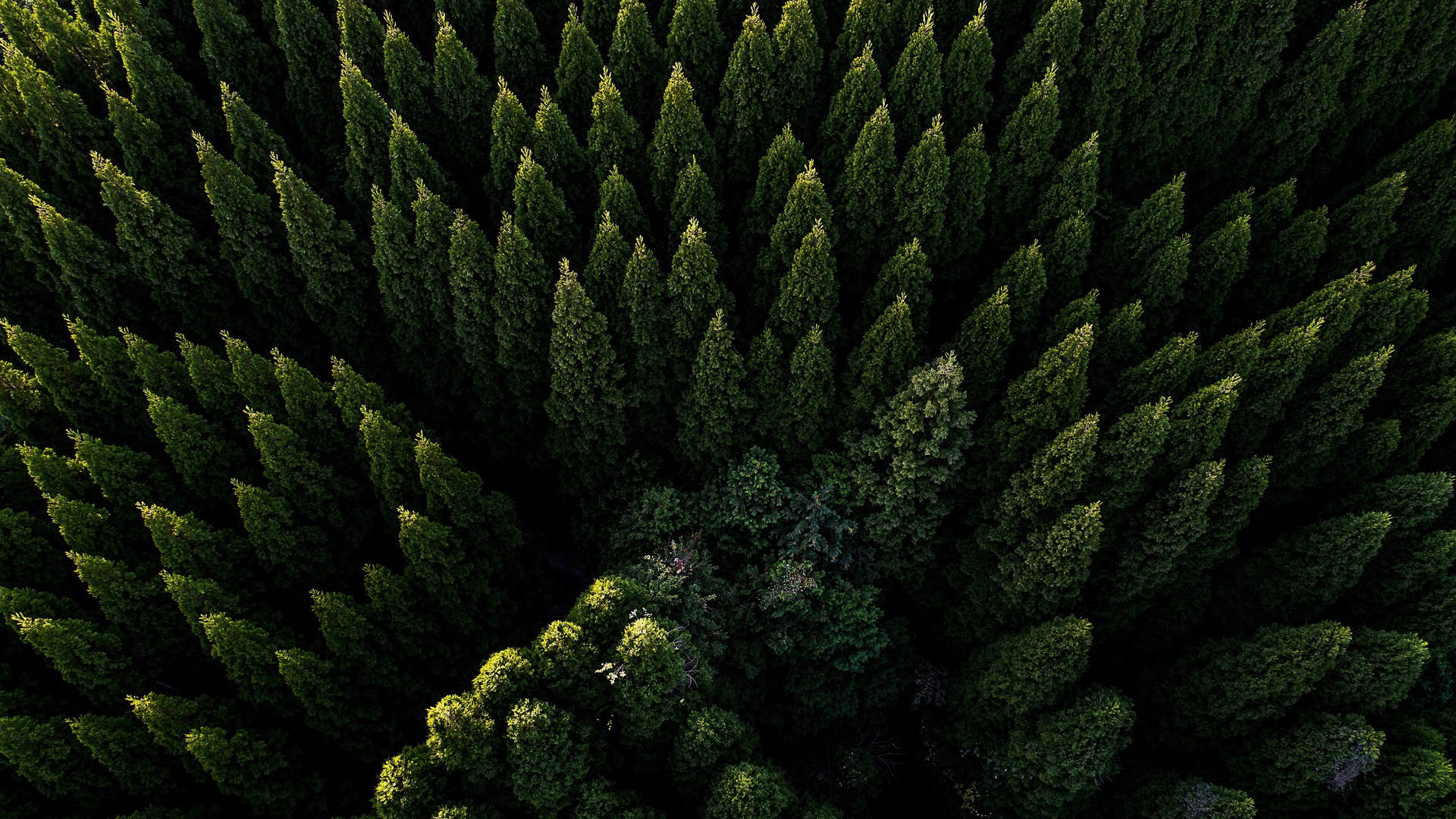 Beautiful Aerial Forest View Background