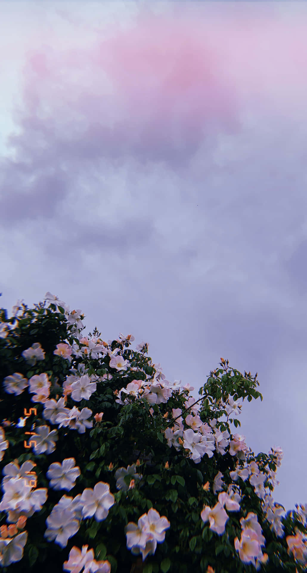 Beautiful Aesthetic Flowers Background