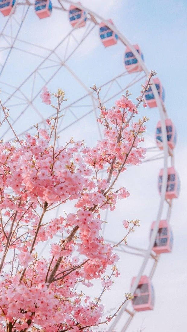 Beautiful Aesthetic Spring Screen Iphone Background