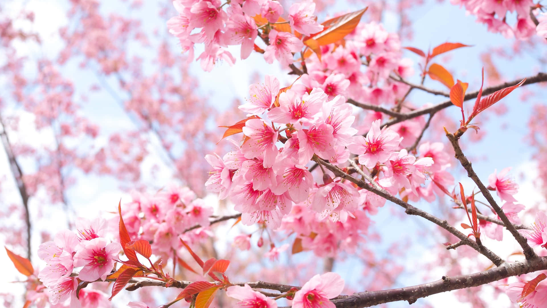 Beautiful And Delicate Sakura Blossom In Spring Background