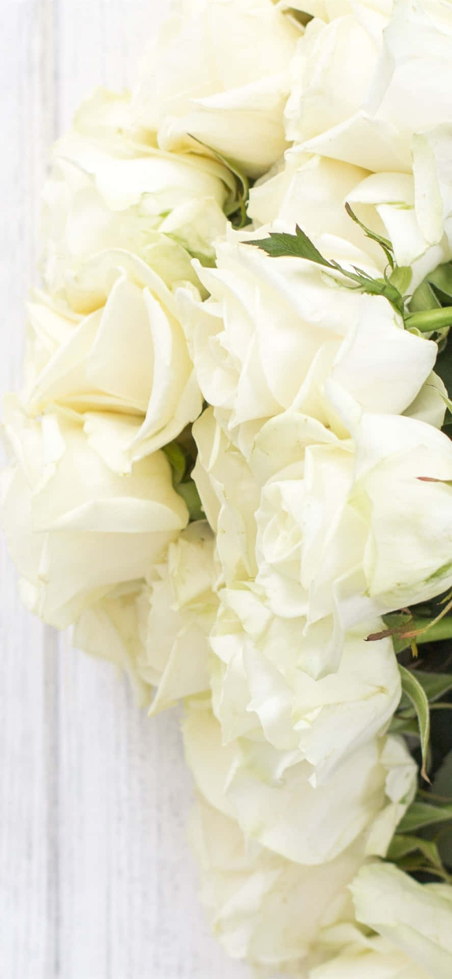 Beautiful And Fragrant White Roses On A Background Of An Iphone Background