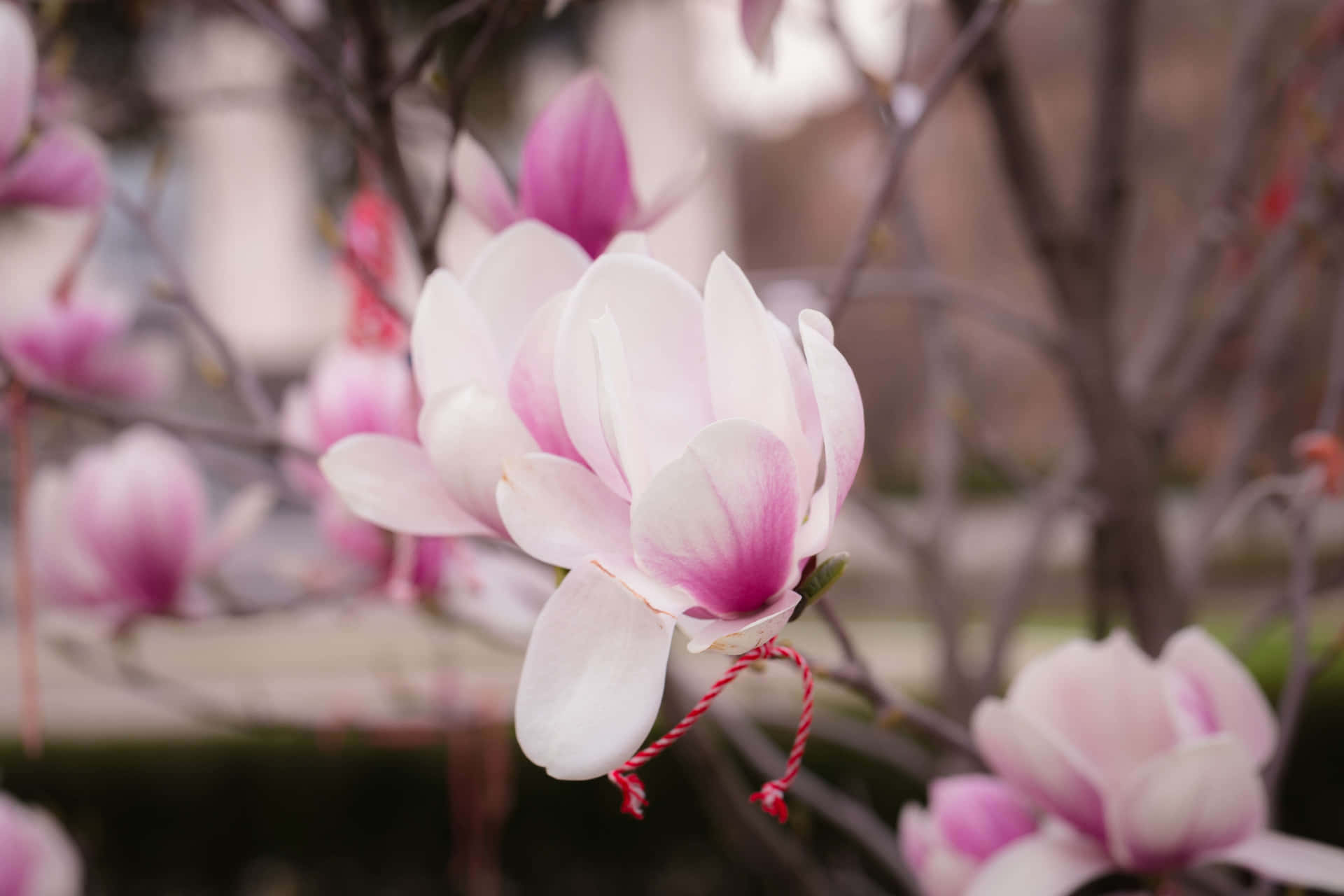 Beautiful And Fragrant Yulan Magnolia Flower