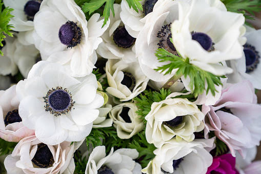 Beautiful Anemone Flower In Full Bloom Background