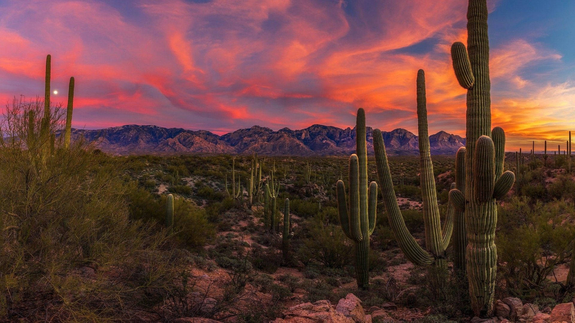 Beautiful Arizona Desert Background
