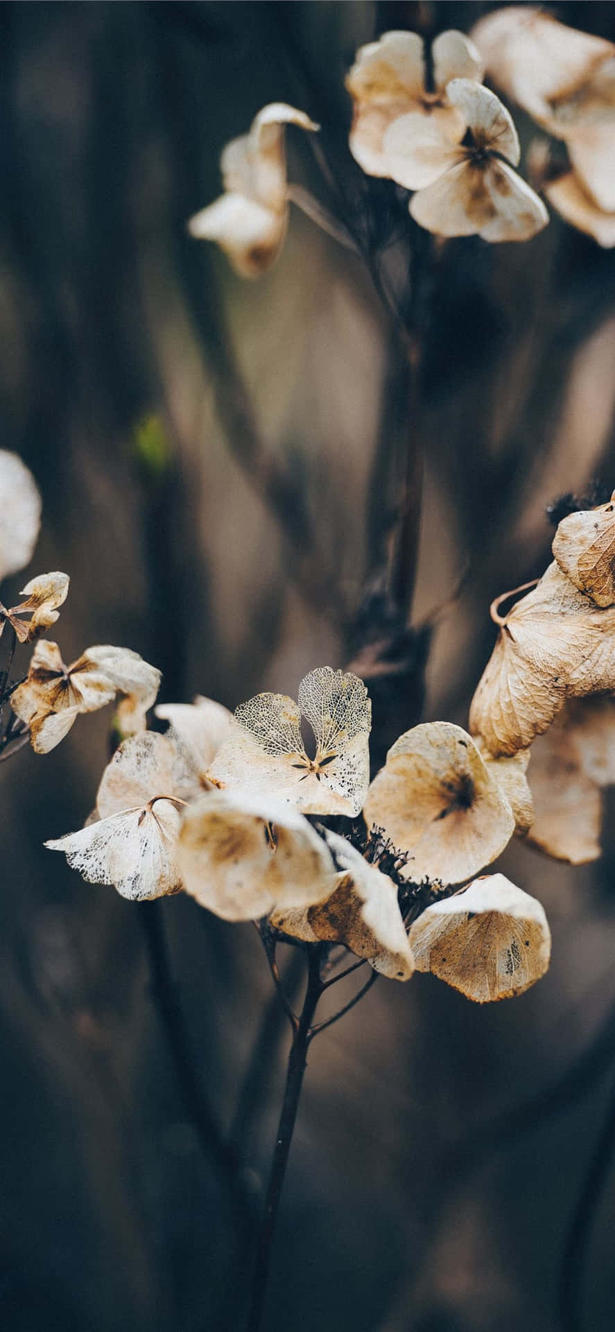 Beautiful Assortment Of Dried Flowers