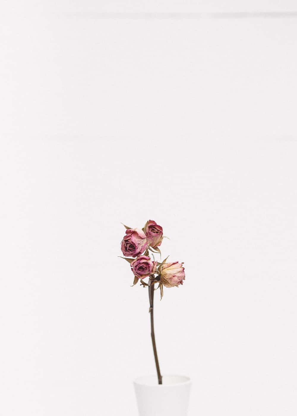 Beautiful Assortment Of Dried Flowers Background